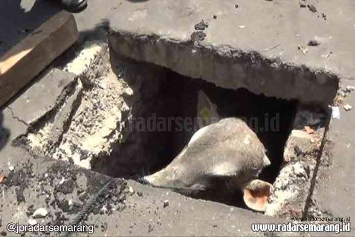 sapi-masuk-gorong-gorong-750x375_rsz