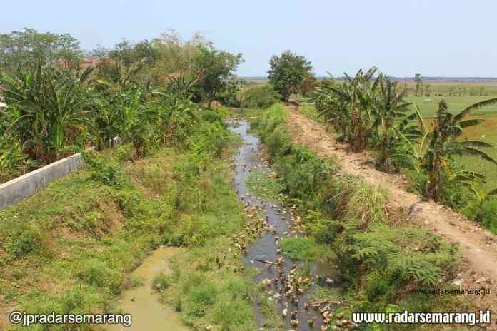 FOTO CS_SUNGAI BERINGIN_ADEN (2)_rsz PENUH SEDIMENTASI : Kondisi Sungai Beringin di Kelurahan Mangkang Wetan penuh sedimentasi dan sampah. (ADENNYAR WYCAKSONO/RADARSEMARANG.COM)