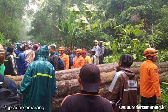 5 - KIRI NEW_rsz EVAKUASI: Petugas BPBD Kendal saat melakukan proses evakuasi pohon tumbang di Hutan Cagar Alam Desa Darupono, kemarin.