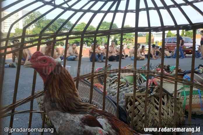 SABUNG AYAM
