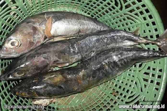 boks._rsz SAMPEL IKAN: Ikan tongkol yang telah meracuni warga penerima BPNT di Batang. (DOKUMENTASI)