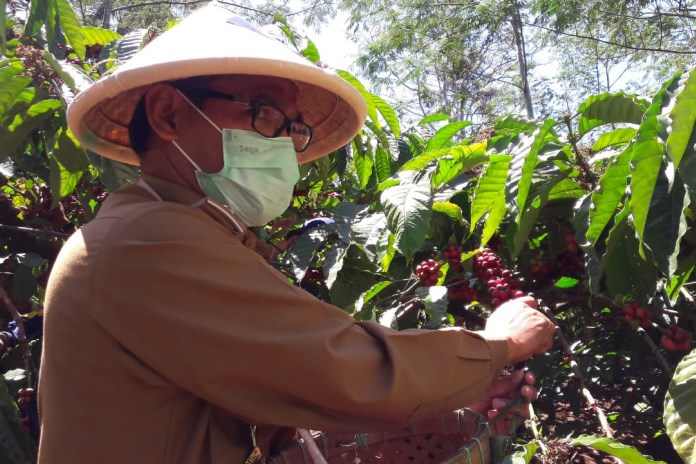 PANEN KOPI
