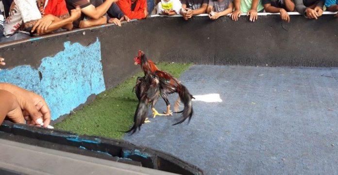 SABUNG