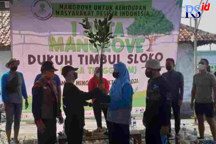 mangrove